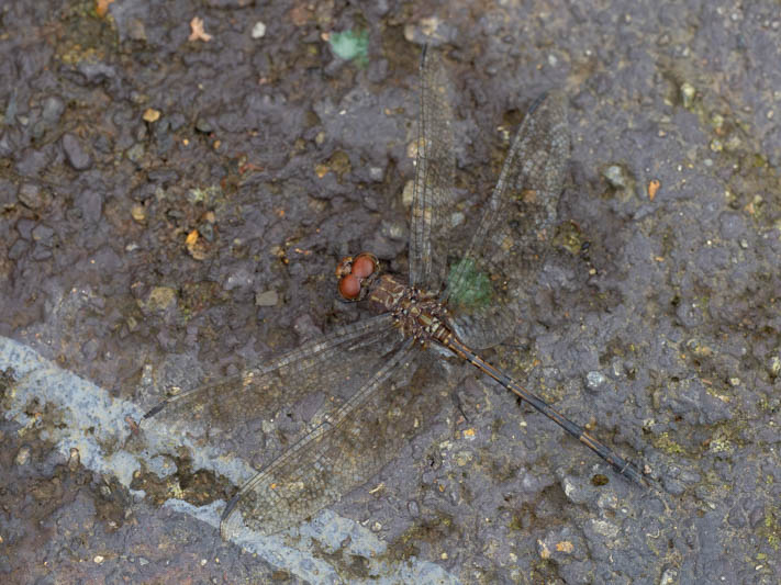 Dythemis sterilis (Brown Setwing) male.jpg